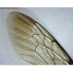 Microscop Portabil Dino-lite AM411T - DESIGILAT - FARA GARANTIE